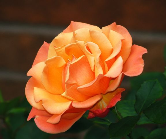 Tuscan Sun photo ts2013_06120053_zpsc6158ee4.jpg